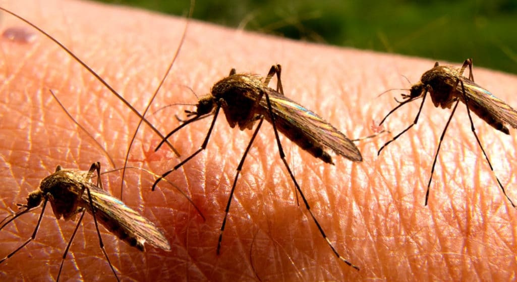 Καμία συσχέτιση δεν προκύπτει από την επιστημονική κοινότητα μεταξύ του κορωνοϊού και του ιού του Δυτικού Νείλου, συνεπώς και της μετάδοσης του από τα κουνούπια, όπως σημειώνει η Γενική Διεύθυνση Υγείας της Περιφέρειας Κεντρικής Μακεδονίας.